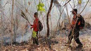 Tiga Hari Dilanda Karhutla, Kerusakan Taman Nasional Baluran Seluas 160,61 Hektare