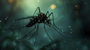 5 Ways To Repel Mosquitoes In Rooms With Various Natural Materials