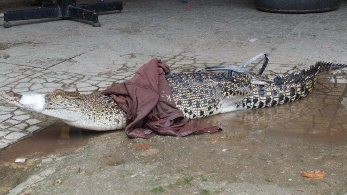 Residents Of Kaliawi Bandar Lampung Duel With The Crocodile Semeter, Anxious Residents Because They Often Sunbathe