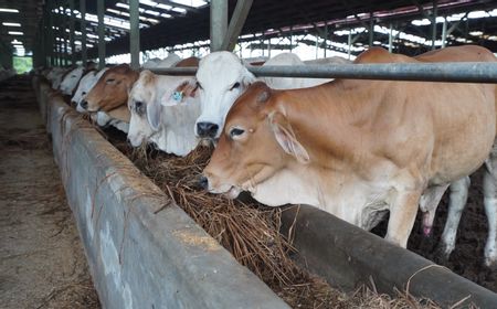 Potong Ratusan Hewan Kurban, ID FOOD Dorong Peningkatan Konsumsi Protein Hewani Masyarakat