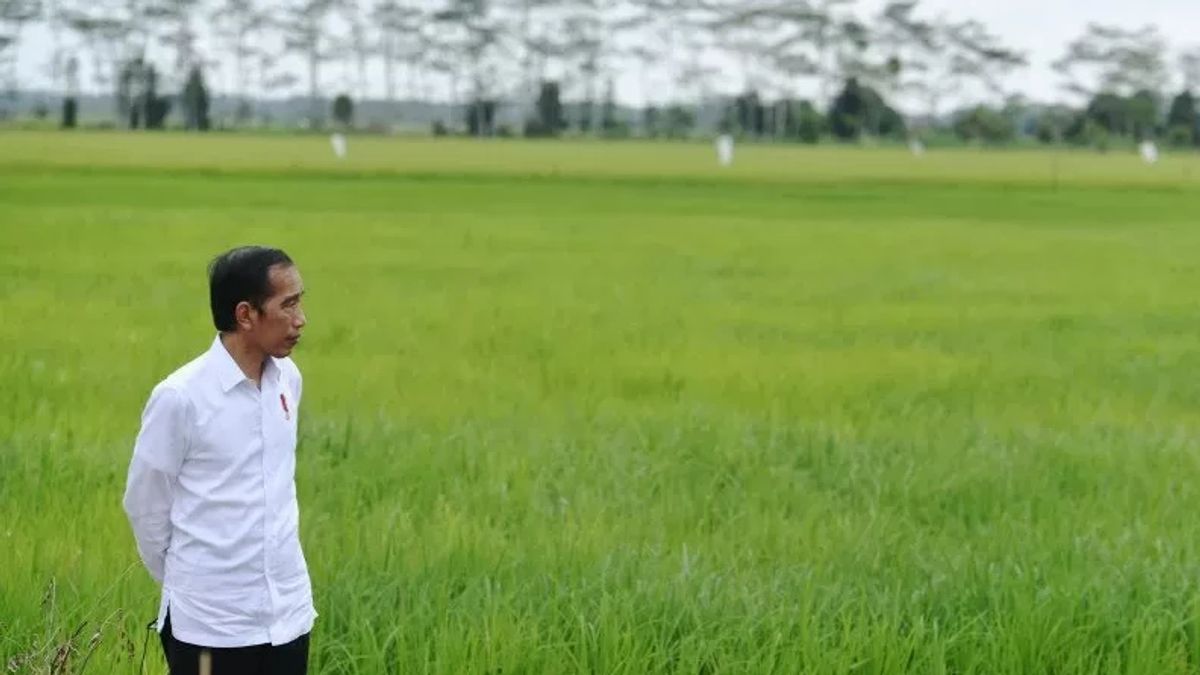 Ajak Masyarakat Tanam Sayuran Sendiri, Jokowi: Saya <i>Nanem</i> Cabai, Lalapan Sawi Hijau di Belakang Rumah