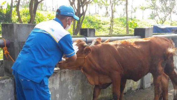テマングンでLSDに感染した数十頭の牛