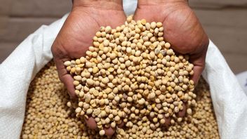 Determination Of Soybean Stocks Only A Week Remaining, Minister Of Trade Zulhas: That's Hoax, Supply Is Safe For Three Months