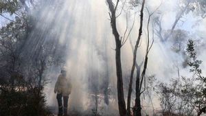 Karhutla di Ibu Kota Negara, BPBD Padamkan Titik Api Pakai Ranting Pohon
