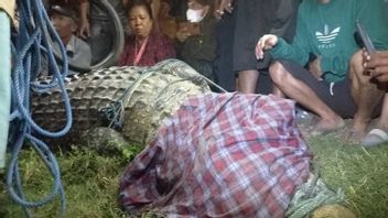 Finally, After Many Years, The Crocodile Wearing A Tire Collar In Palu, Which Went Viral, Was Successfully Evacuated