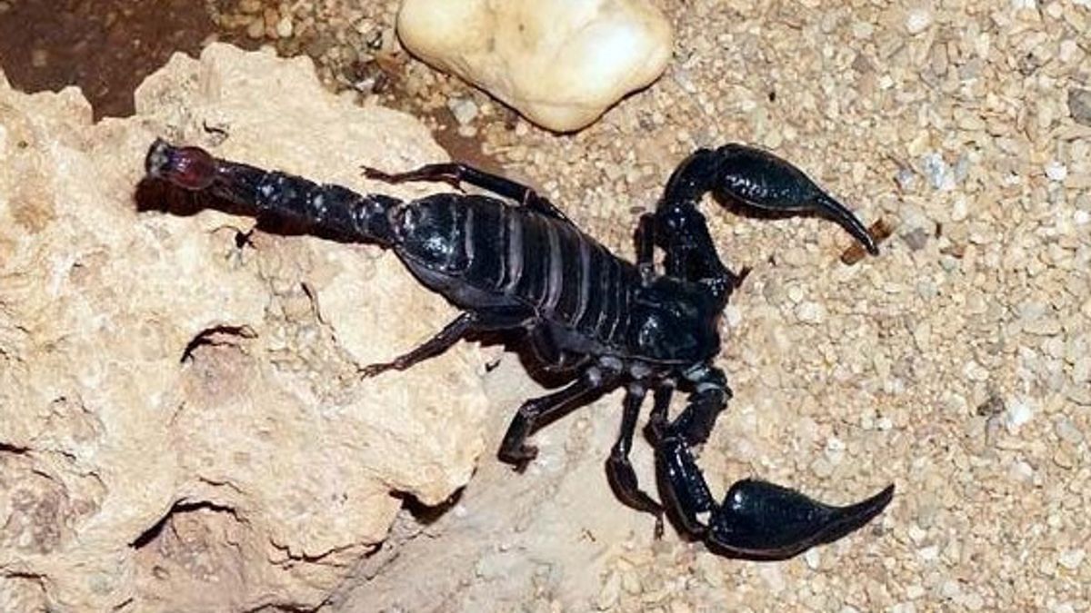 Banyuwangi Scorpion Exports To South Korea Were Thwarted By Customs Officials At Soetta Airport