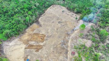 Kemenhut Hentikan Perambahan Hutan untuk Perkebunan di Wajo Sulsel