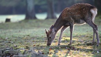 Sad, Illegal Hunting Makes The Deer Population In Watumohai TNRA Remaining 200 Heads