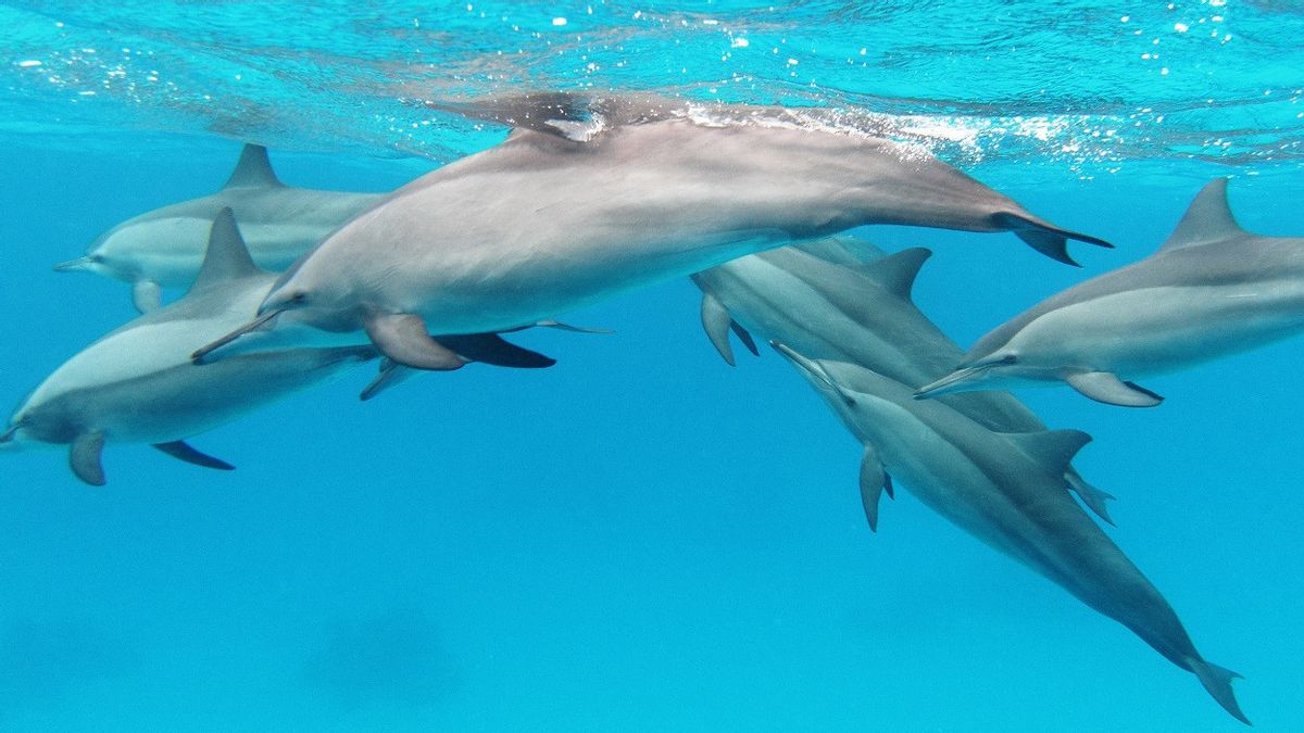 Evacuated From The Battlefield, Ukrainian Dolphins Find New House In Romanian Aquarium