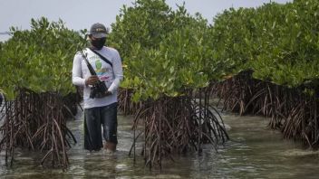 Mangrove Forest Area In South Sulawesi 12,256 Ha, Forestry Service: 90 Percent Damage