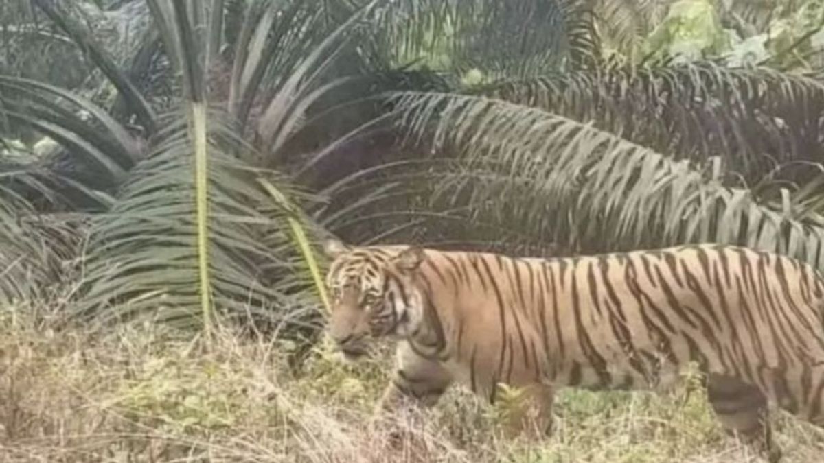 BKSDA Riau Tindaklanjut Laporan Warga Diserang Harimau di Siak