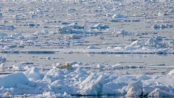 格陵兰岛孤立的北极熊能够适应气候变化