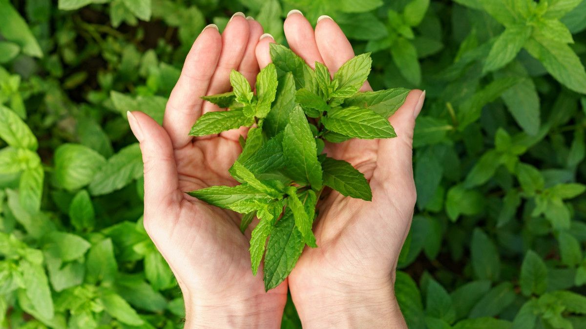 5 Cara Merawat Tanaman Herbal agar Tetap Produktif pada Setiap Musim