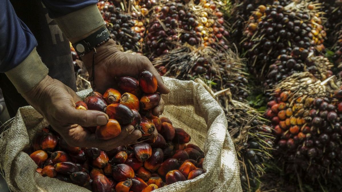 Palm Oil Downstream Product Reaches 200 Types, Up Fivefold In The Last 10 Years