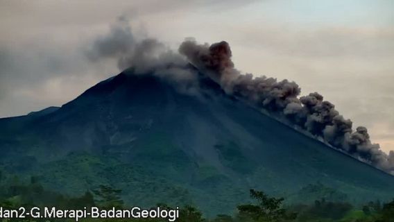 Merapi Luncurkan Awan Panas Guguran Sejauh 1.800 Meter ke Barat Daya