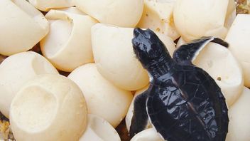 Jaringan Penyelundupan Telur Penyu Lintas Negara Terungkap, Kerugian Ekologis Capai Rp9,6 Miliar