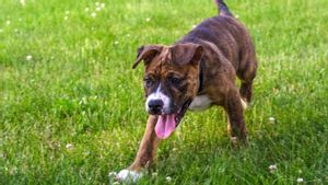 Biking Pusing, Ini 8 Ras Anjing yang Suka Merusak Barang di Rumah