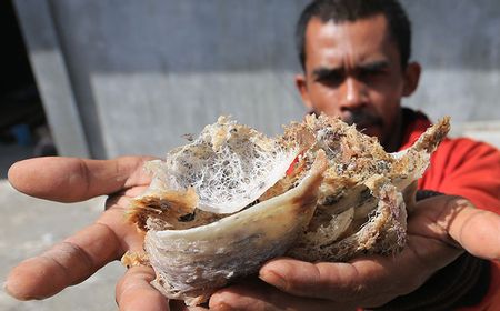 Pemkab Belitung Targetkan Pajak Sarang Burung Walet Rp750 juta