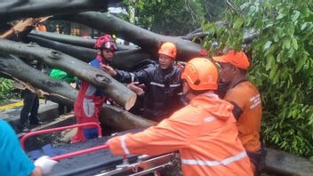 d'un arbre tombé dans une voiture sous la pluie, une personne décédée
