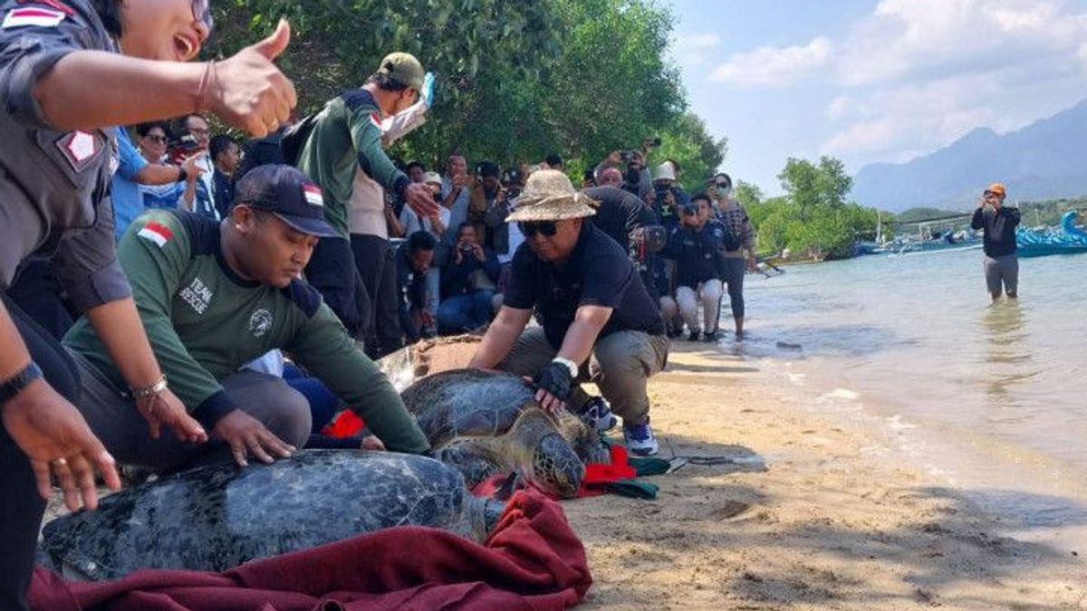 BKSDA Hopes Customary Rules Can Prevent Turtle Smuggling To Bali