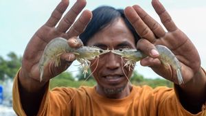 Efek Domino Temuan Kontaminasi Cesium-137 pada Udang dari Indonesia