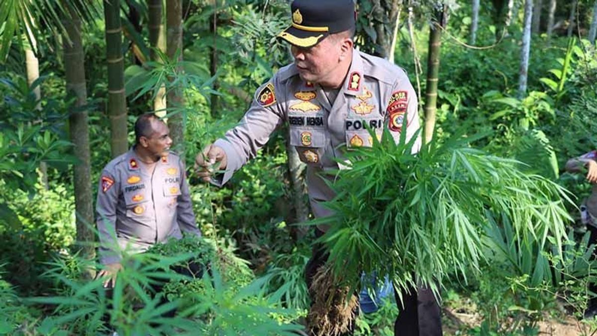 Petani di Aceh Utara Ditangkap Polisi, Ladang 2 Hektare Penuh Ganja jadi Bukti