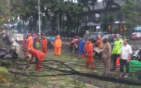 Pohon Besar di Kembangan Jakbar Roboh, Warung dan Kabel Udara Rusak