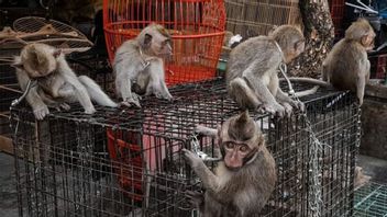 JAANによって非難された長い尾の猿の子供の販売、BKSDAバリは、人間を維持する方が安全であると考えています