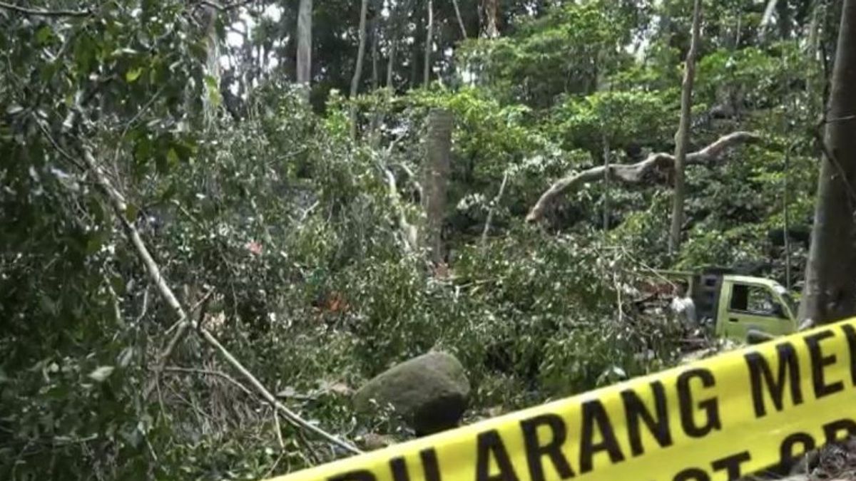 Jenazah Turis Korsel yang Tewas Tertimpa Pohon Tumbang di Monkey Forest Bali Dikremasi