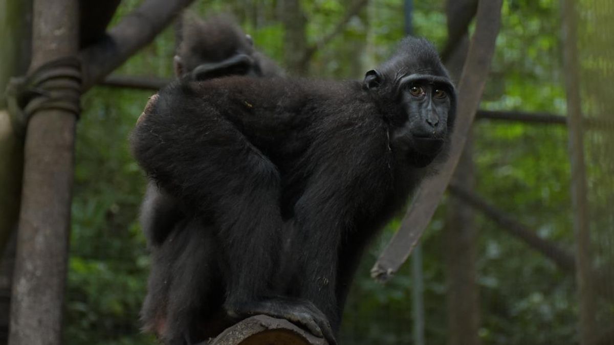 PGEは北スラウェシ島の固有動物を救う