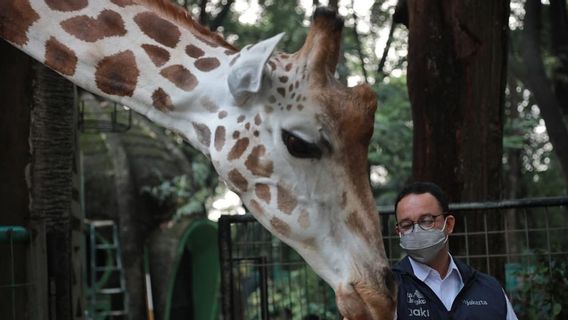 Cerita Anies Soal Jerapah yang Tak Tertular Corona dari Harimau Positif COVID-19 di Ragunan karena Jaga Jarak