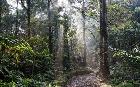 Pemerintah Waspadai Karhutla pada Puncak Musim Kemarau di Masa Pandemi COVID-19