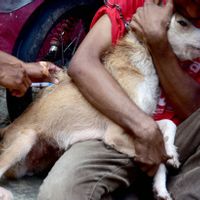Kasus Serangan Hewan Rabies Meningkat di Sumbawa Barat, Ini Saran Legislator NTB