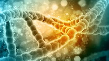 クロモソムYの性質、男性のみが有するDNA分子を知る