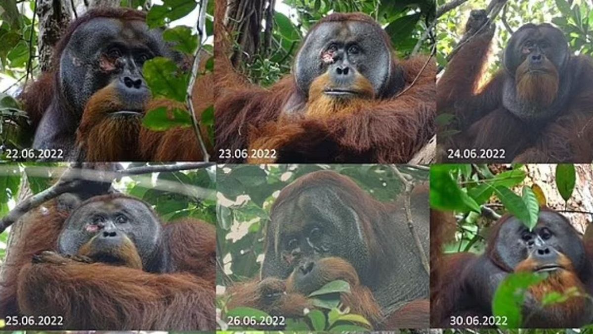 Premières découvertes que les orang-outans sauvages traitent leurs blessures avec des plantes de racine jaunes