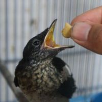 Mendag Ungkap Nilai Fantastis Industri Burung Kicau Mencapai Rp2 Triliun