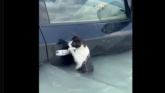두바이 홍수에 갇힌 차문에 매달린 고양이를 경찰이 구출하다