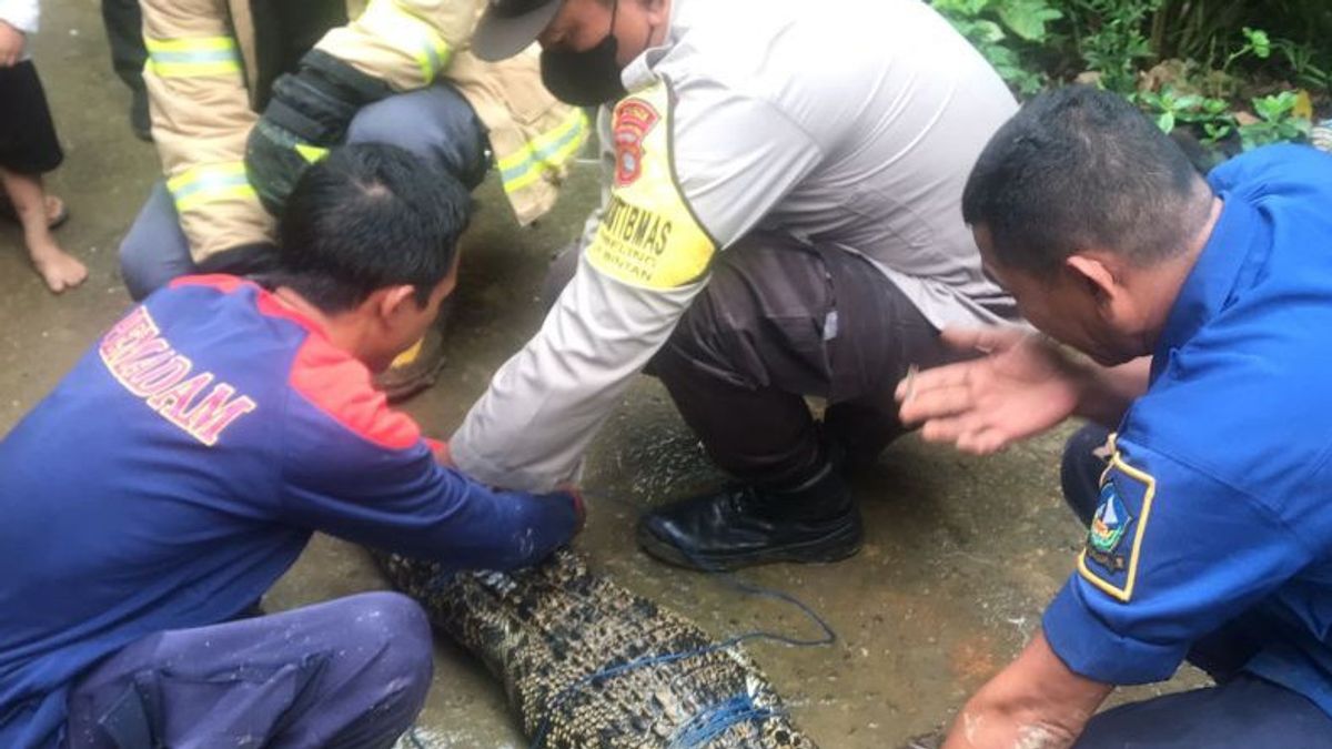 Petugas Damkar Evakuasi Buaya Masuk Kolam Warga di Bintan