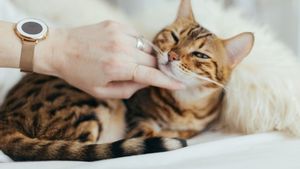 Penelitian Pengaruh Kucing terhadap Kesehatan Mental Anak