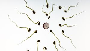 Comment faire la différence entre le sperme fertile et le non-sperme? Voyez les indicateurs de 5 ici