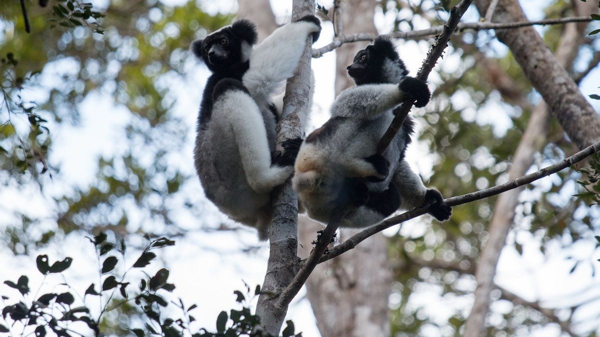 Teliti Lemur Selama 12 Tahun, Ternyata Bisa Bernyanyi Dengan Irama