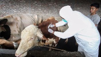 Can't Ensure Sales Of Sacrificial Animals In Cirebon Free Of FMD, Distan: Very Fast Spread
