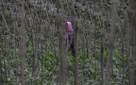 Debu dari Erupsi Semeru Wajib Diwaspadai, Bisa Sebabkan Infeksi Pada Saluran Pernapasan