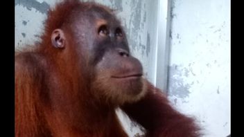 An Orangutan Confiscated By The North Sumatra BBKSDA In Binjai, Has A Wound On Its Leg