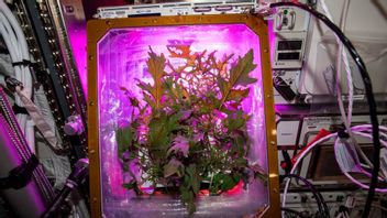 How Astronauts Get Rid Of Boredom By Gardening In Space