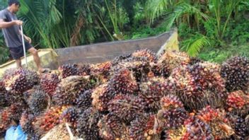 Affected By The Export Prohibition Policy, The Government Needs To Absorb Palm Oil From Small Farmers