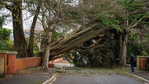 British Darragh Storm, 1 Person Reportedly Killed By A Tree