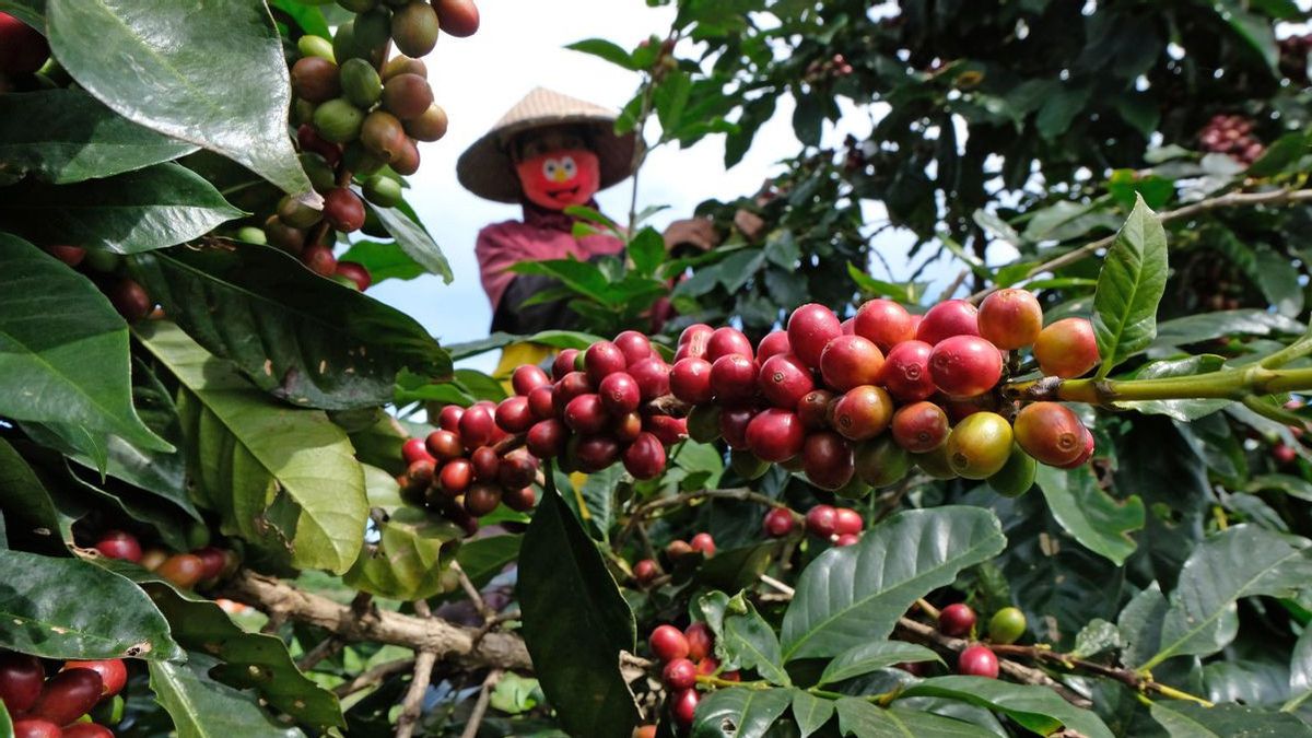 Menko Airlangga Ungkap Kopi hngga Sawit Berpeluang Kena Tarif 0 Persen