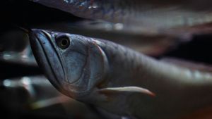アルワナ魚の歴史:維持できる古代の魚