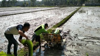 Le ministère se concentre sur la plantation de riz grâce à l’utilisation de la haute technologie dans trois régions